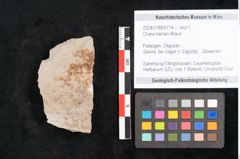 Foto (Objekt + Etikett) von Chara meriani Braun (NHMW-GEO-2024-0188-6714)